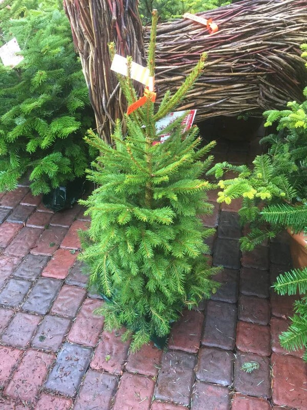 100-125cm TREE FOR LIFE  Grown in the pot