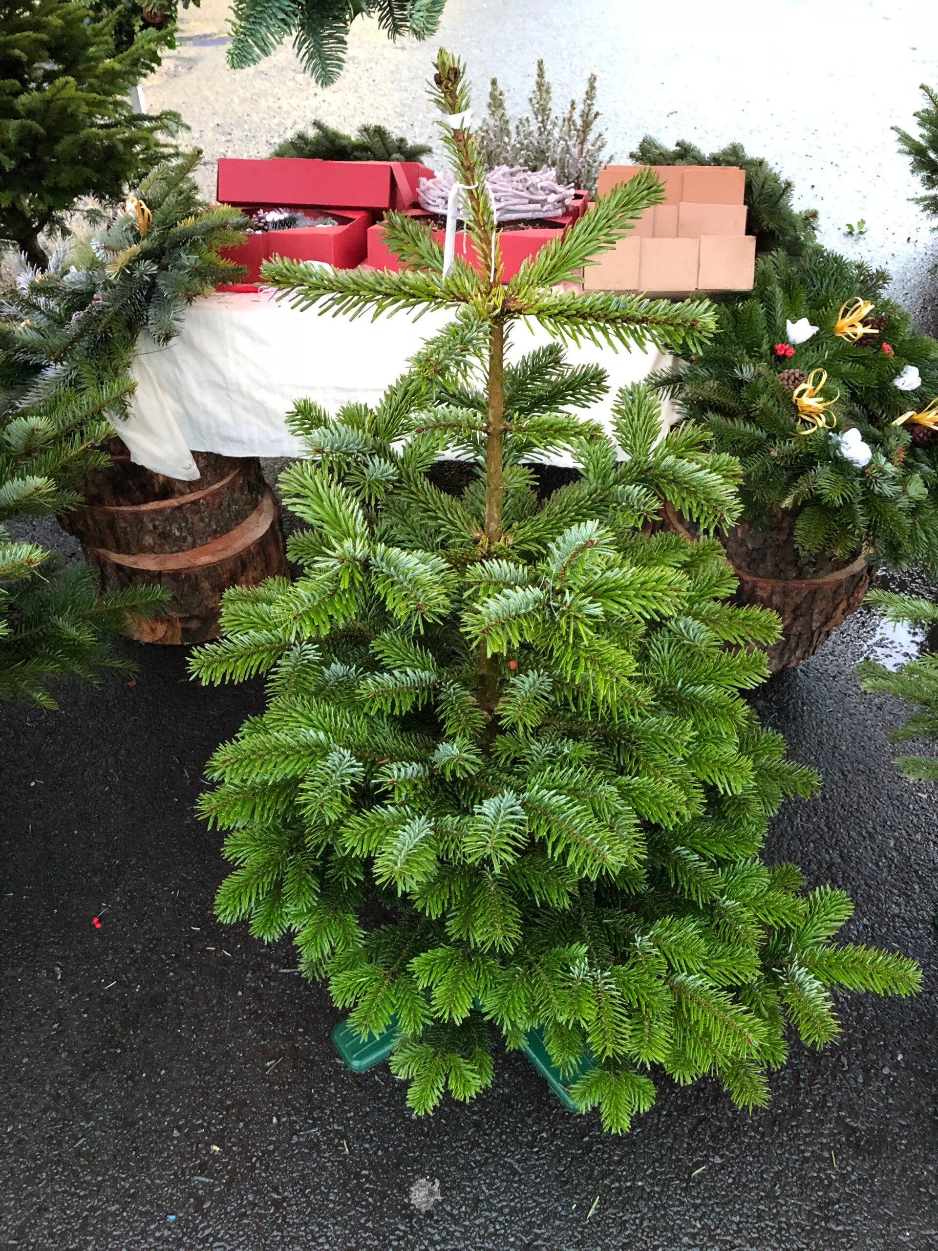 125 - 150cm TREE FOR LIFE  Grown in the pot