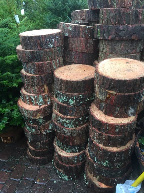 Norway Spruce 80-100cm TREE FOR LIFE,  Grown in the pot