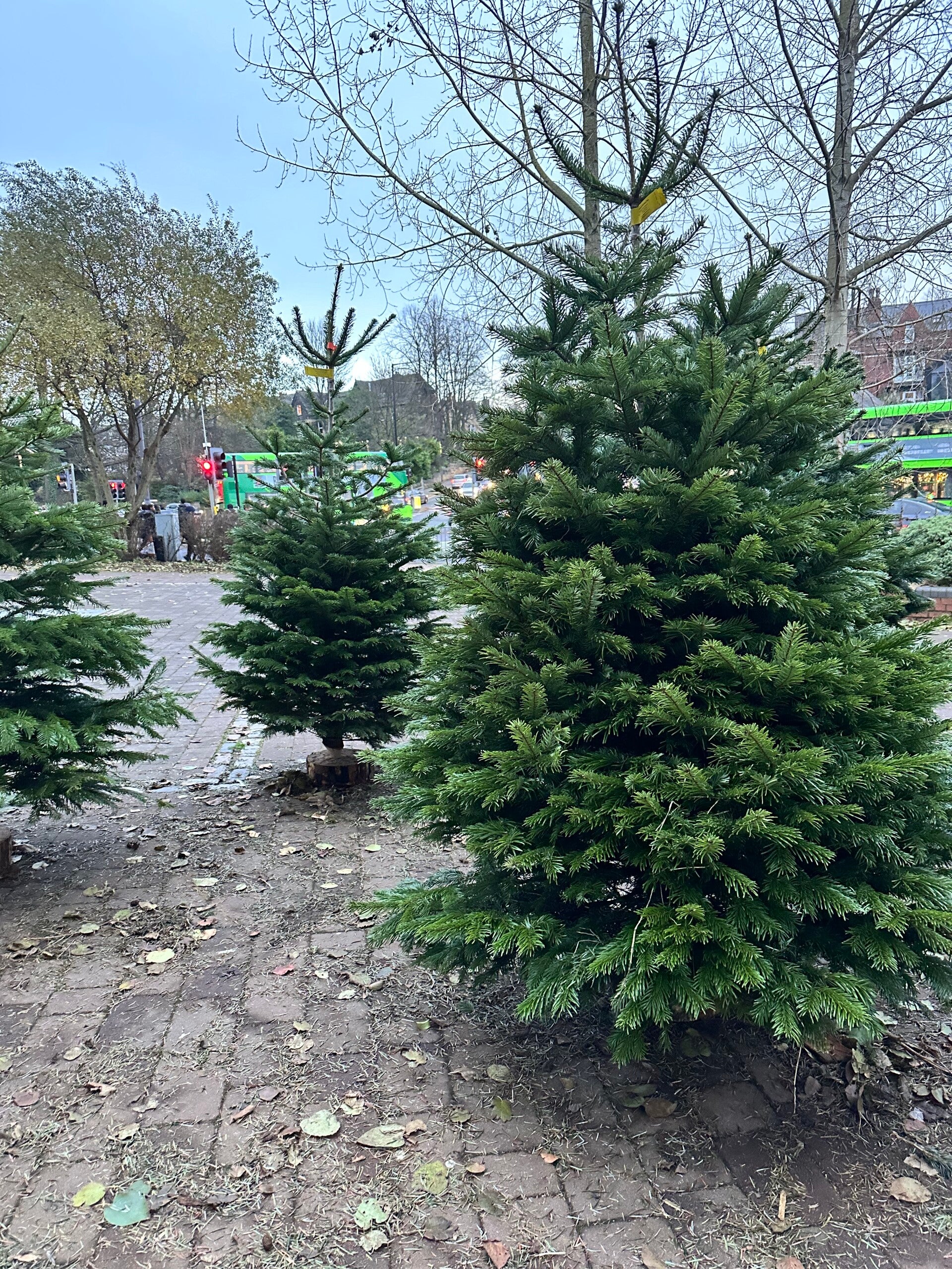 Nordmann Fir 200cm - 225cm