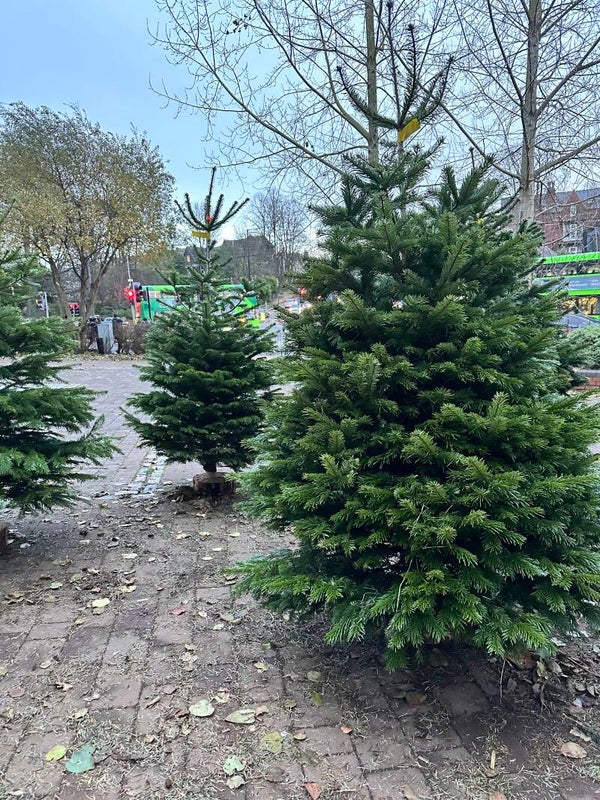 Nordmann Fir 200cm - 225cm