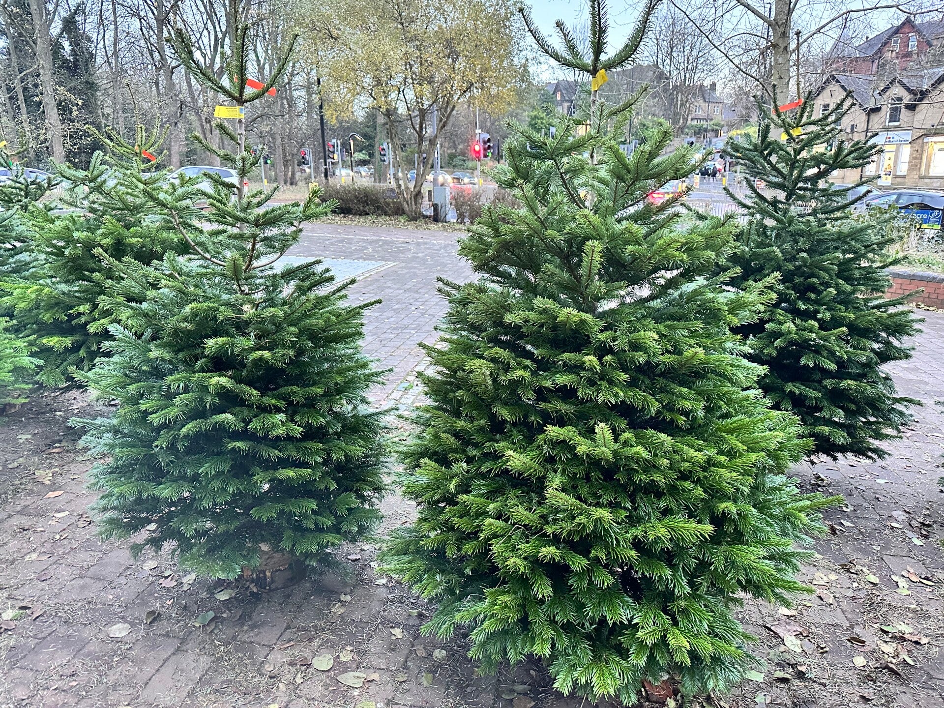 Nordmann Fir 175cm - 200cm
