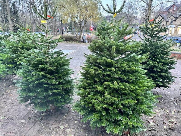 Nordmann Fir 175cm - 200cm