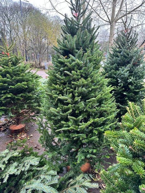 200cm - 225cm Fraser Fir