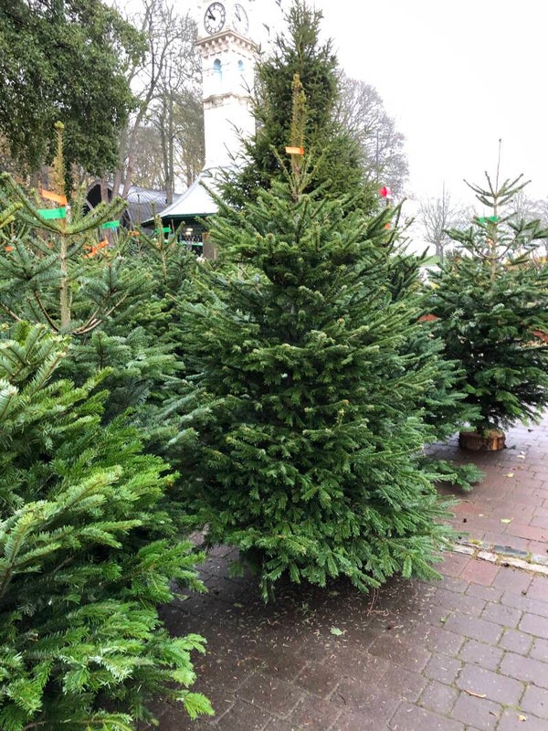 Nordmann Fir 250cm - 275cm