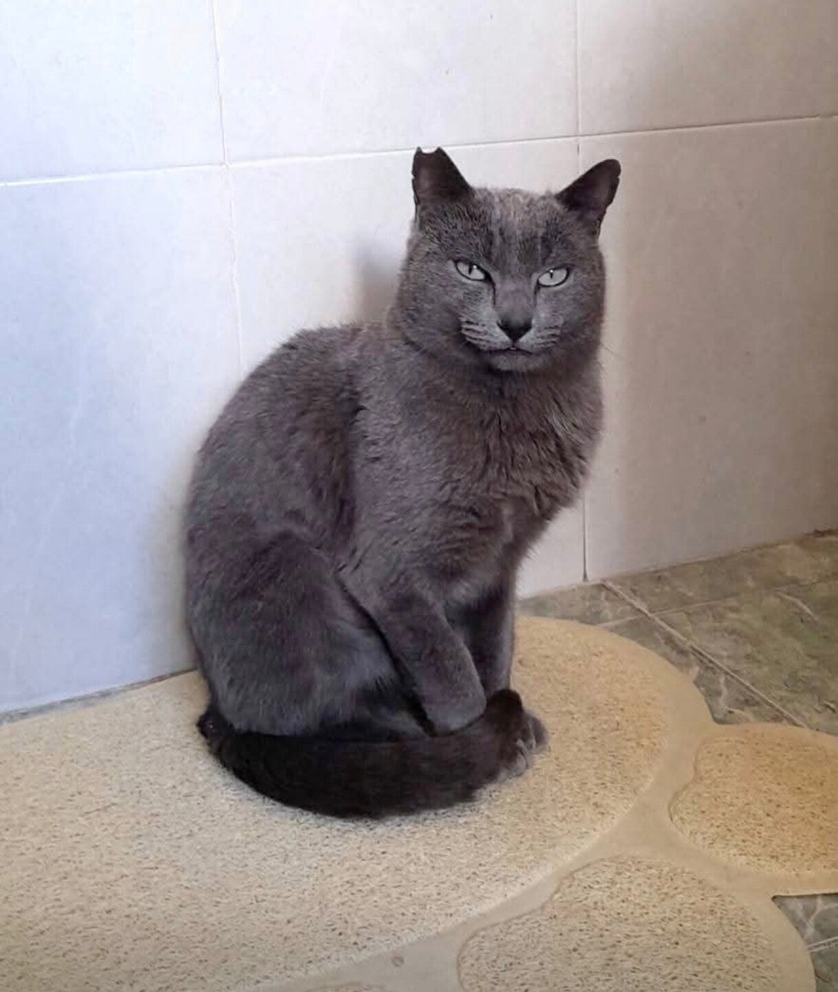 Gato en adopción zona sur Madrid - Asociación Superpatitas