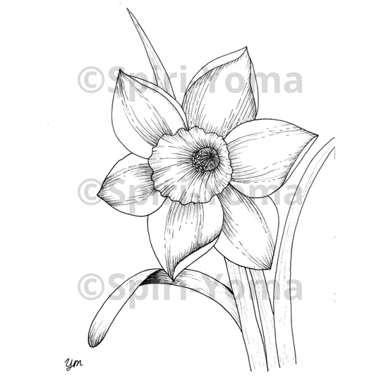 Kunstprint - Narcissus