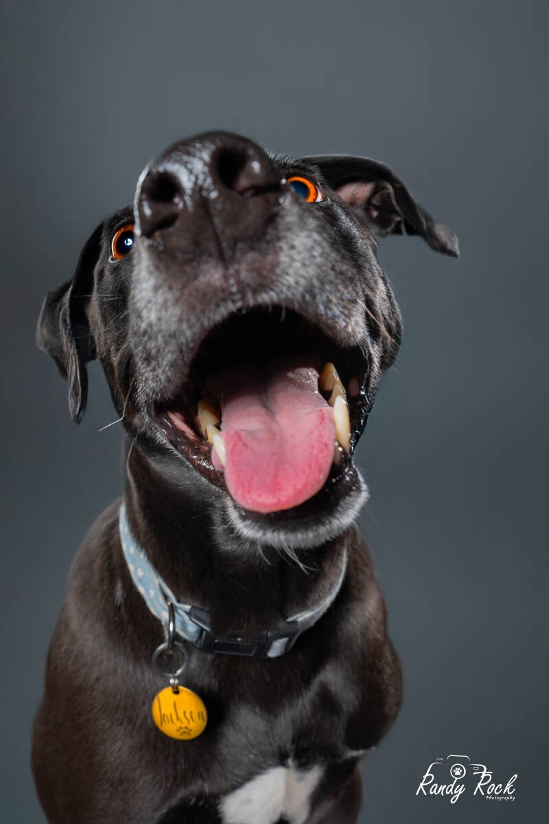 dog photos, pet photography, harrisburg, pennsylvania, portrait studio, treat catching