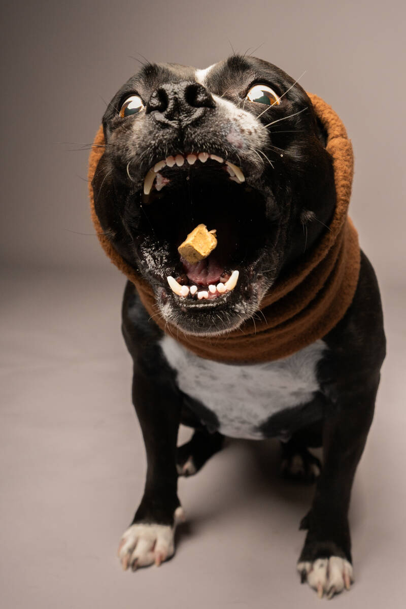 dog photos, pet photography, harrisburg, pennsylvania, portrait studio, treat catching