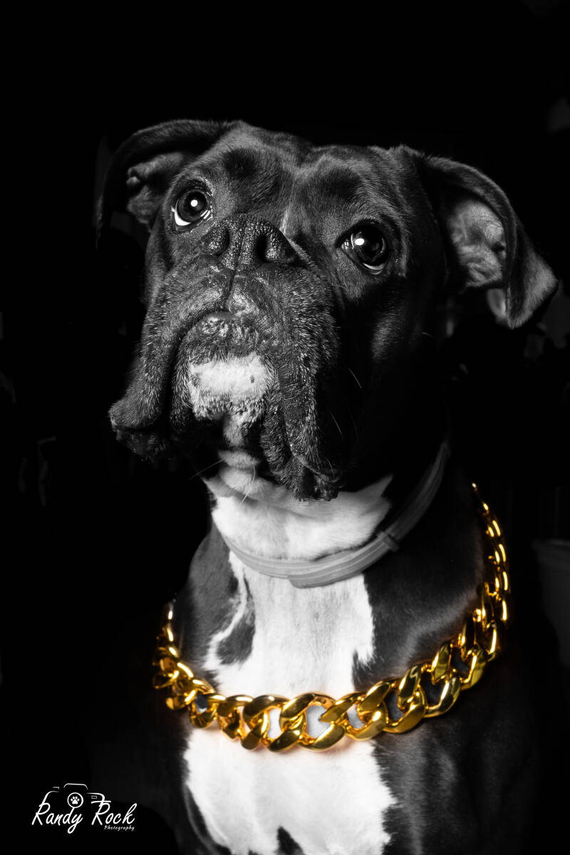 dog photos, pet photography, harrisburg, pennsylvania, portrait studio, treat catching