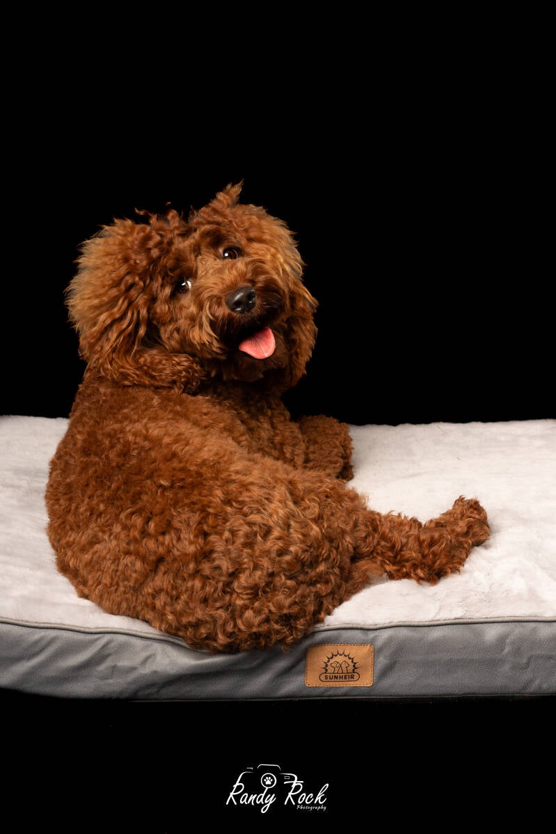 dog photos, pet photography, harrisburg, pennsylvania, portrait studio