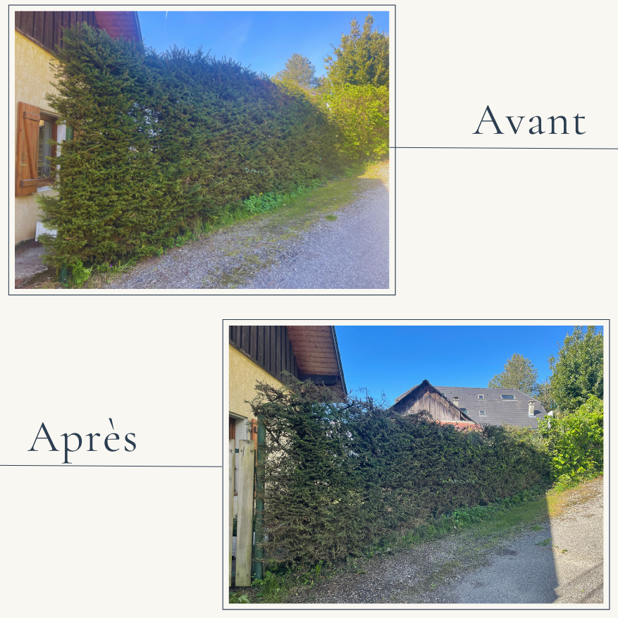 Avant/Après d'une haie de cyprès à Saint-Jean-d'Arvey. EXTEVIA Paysagiste a effectué un rabattage important en hauteur et une taille des faces.