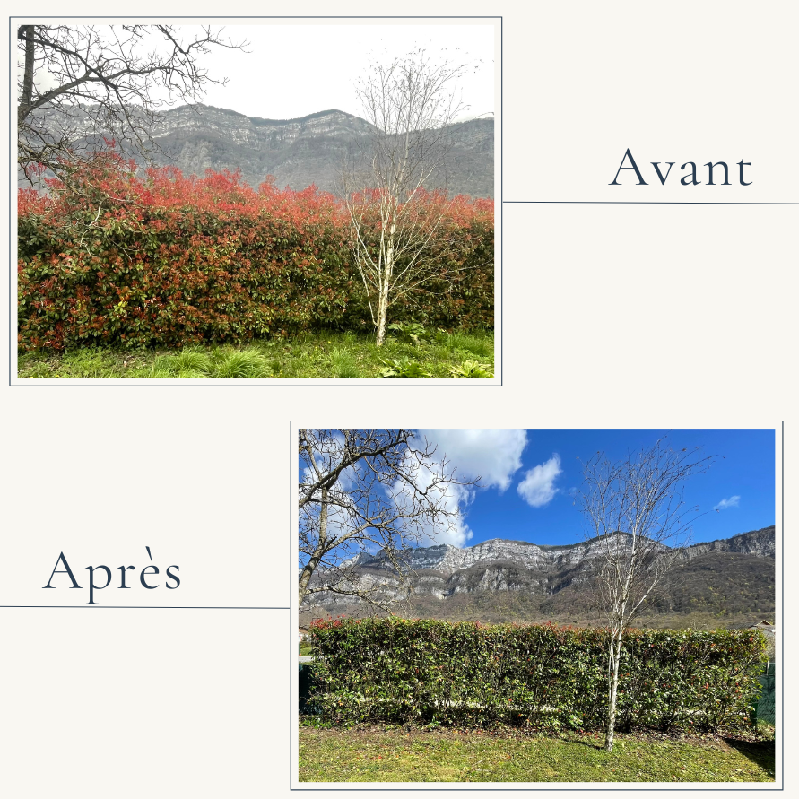 Taille de structure d'une haie de photinias à Aix-les-Bains réalisée par Extevia jardinier paysagiste Savoie