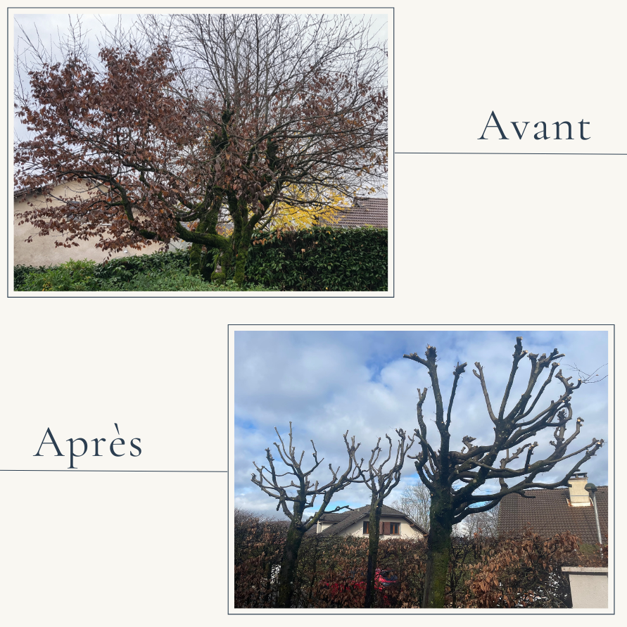 Élagage technique d'un arbre de grand développement à Tresserve par l'élagueur professionnel Extevia