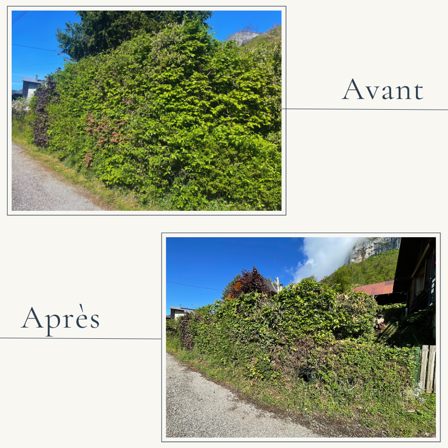 Avant/Après d'une taille de haie mixte et lauriers à Saint-Jean-d'Arvey. L'entreprise EXTEVIA a réalisé un rabattage technique pour redonner de la lumière au jardin.