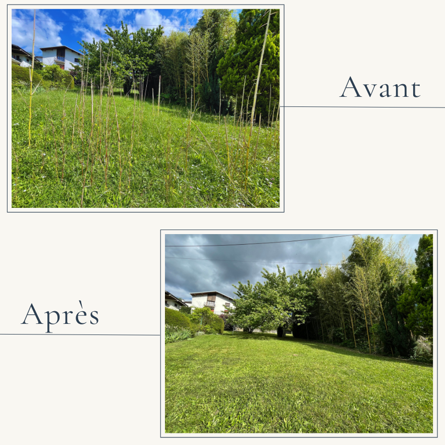 Avant/Après d'une haie de cyprès à Saint-Jean-d'Arvey. EXTEVIA Paysagiste a effectué un rabattage important en hauteur et une taille des faces.