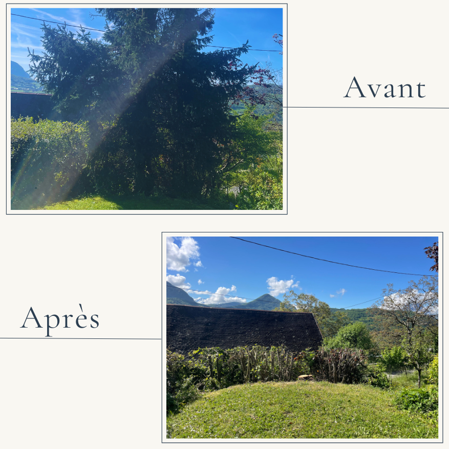Avant/Après montrant l'abattage technique d'un grand sapin dangereux à Saint-Jean-d'Arvey par l'entreprise d'élagage EXTEVIA,.