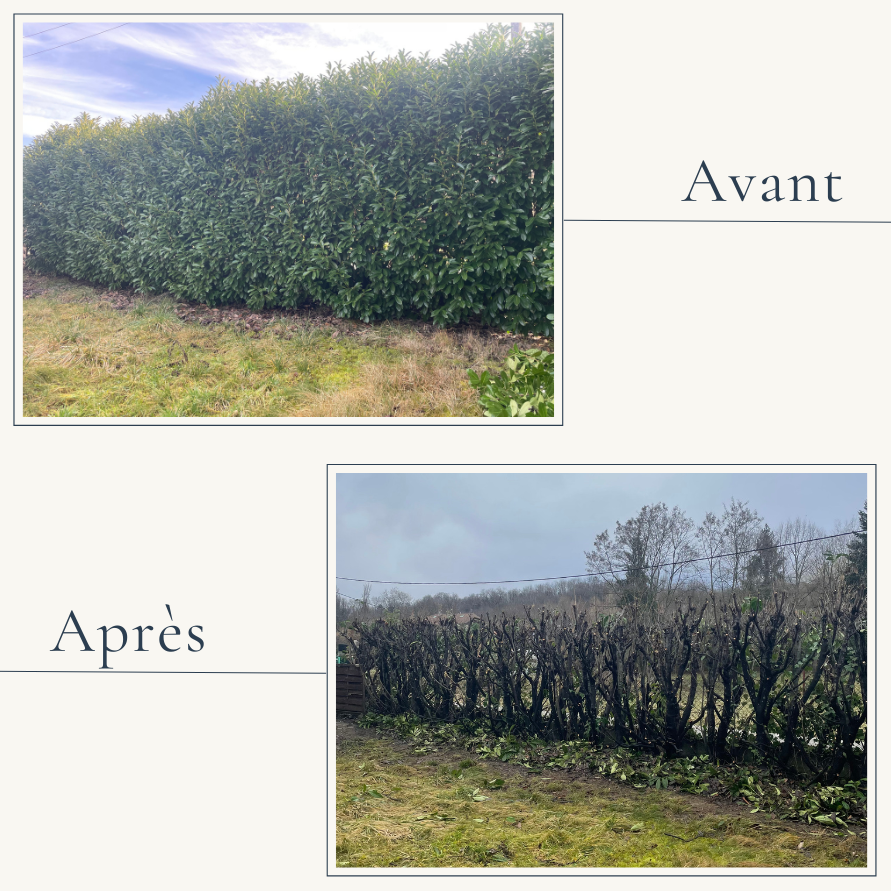 Rabattage sévère et restructuration de haie de lauriers à Grésy-sur-Aix par Extevia entretien de jardin