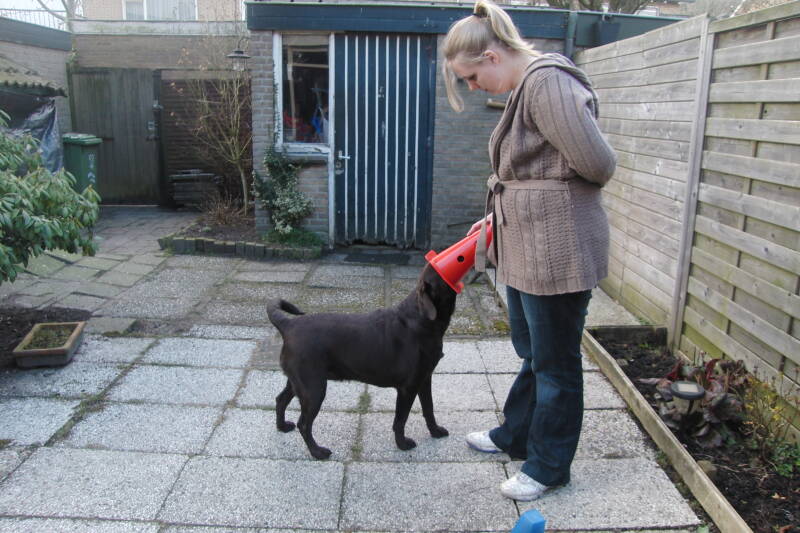Bruine Labrador die zijn neus in een pion die zijn vrouwtje vast houd