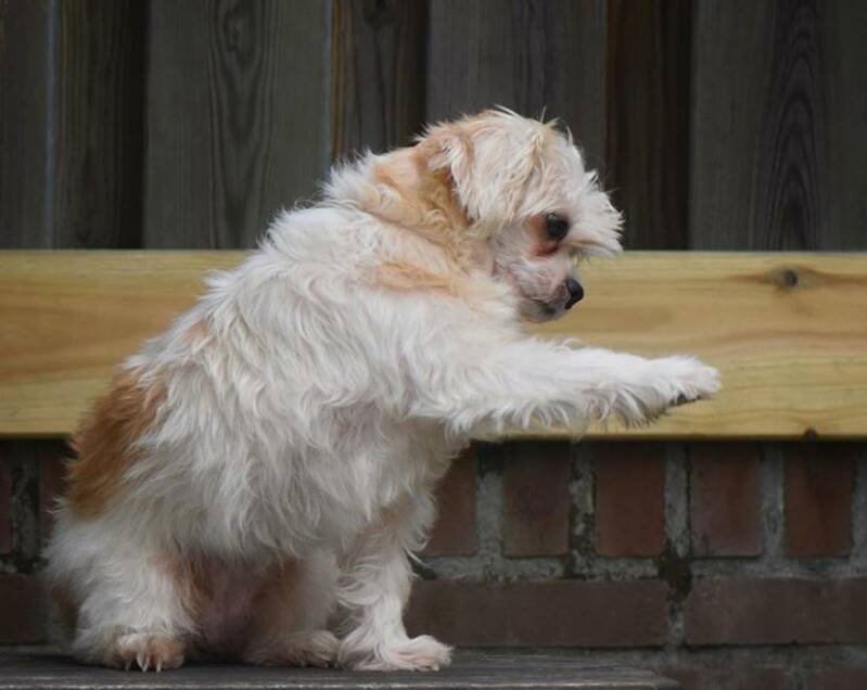 Kleine hond kruising geeft poot