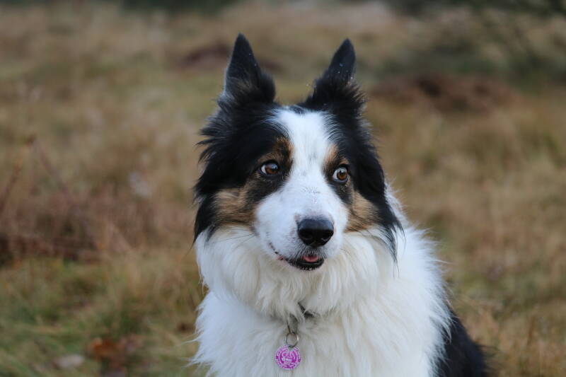 Border collie tricolor gestressed whale eye laat oog wit zien.
