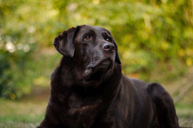 Bruine Labrador met grijze snoet