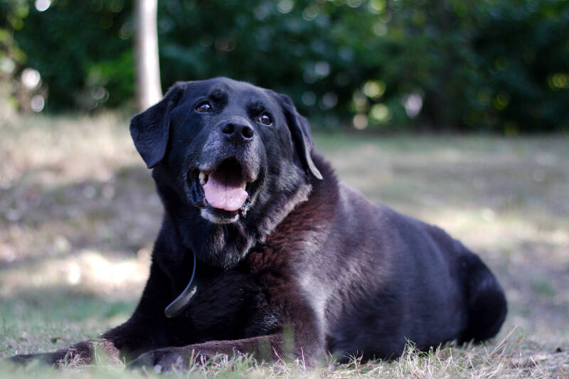 Zwarte Labrador met grijze snoet