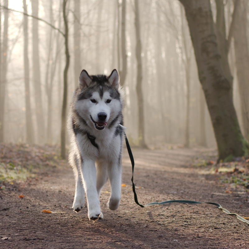 Malamute aan lange lijn in het bos