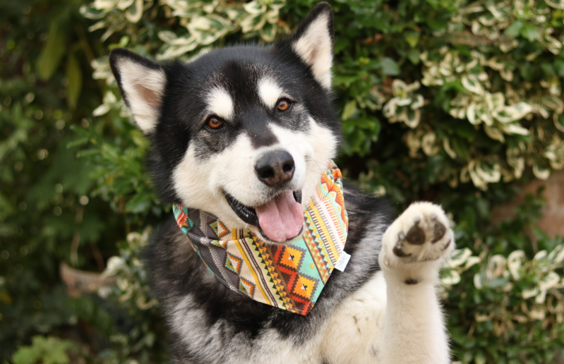 Malamute met bandana om zijn nek die met zijn pootje om hoog zit