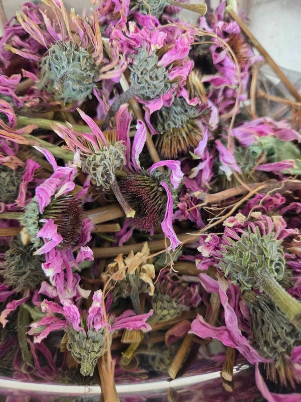 Dried Echinacea flowers