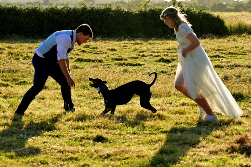 wedding photo at sunset playtime with there dog 