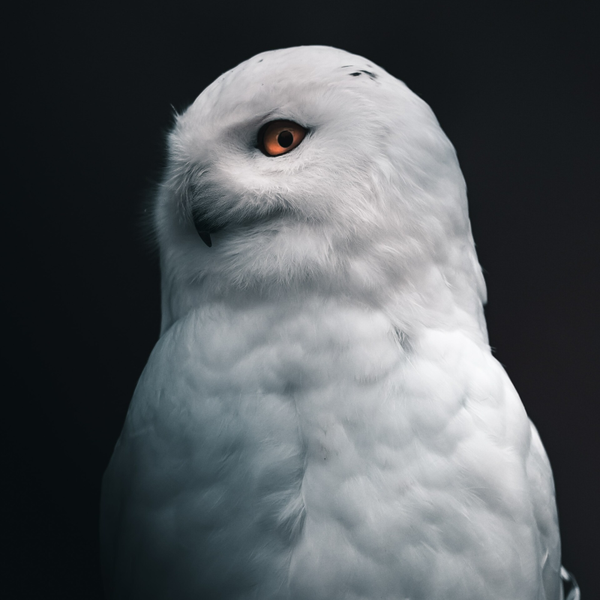 Telefonische Sitzung / Fernbehandlung