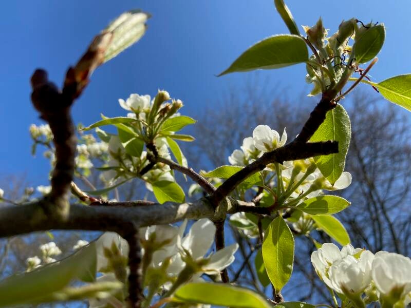 Bed and Breakfast Lutje Borg Duitsland Ostfriesland Westoverledingen Mitling-Mark boomgaard