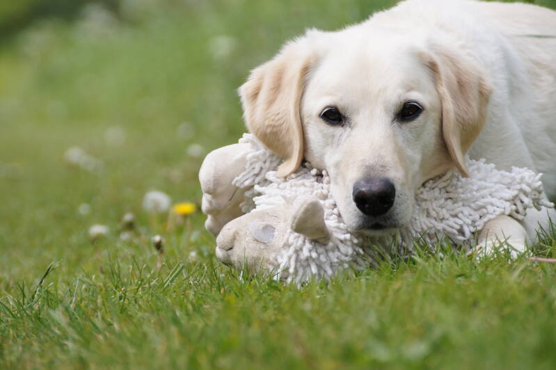 Hond coach oud-beijerland