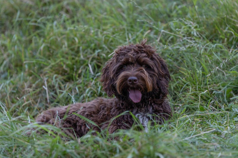coaching met hond oud-beijerland