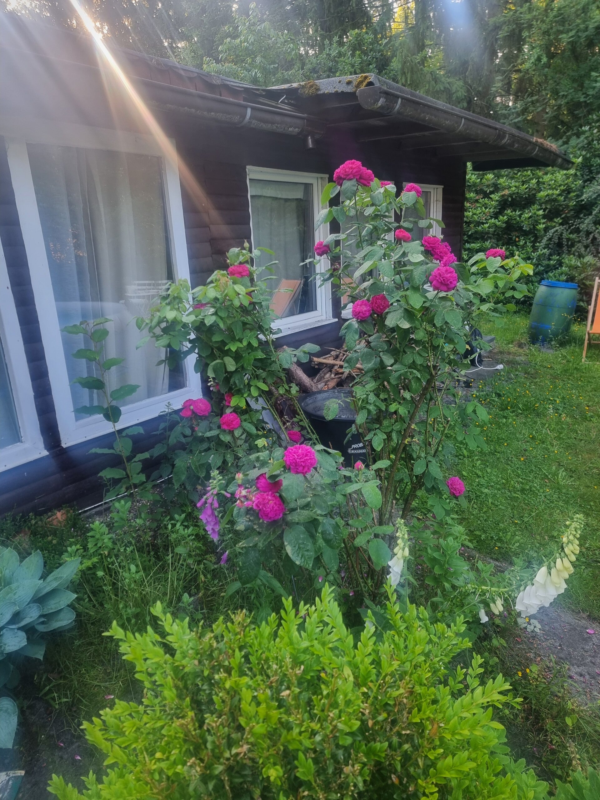 Holzhütte Atelier Kunsthandwerk Schneverdingen Wintermoor Rosen