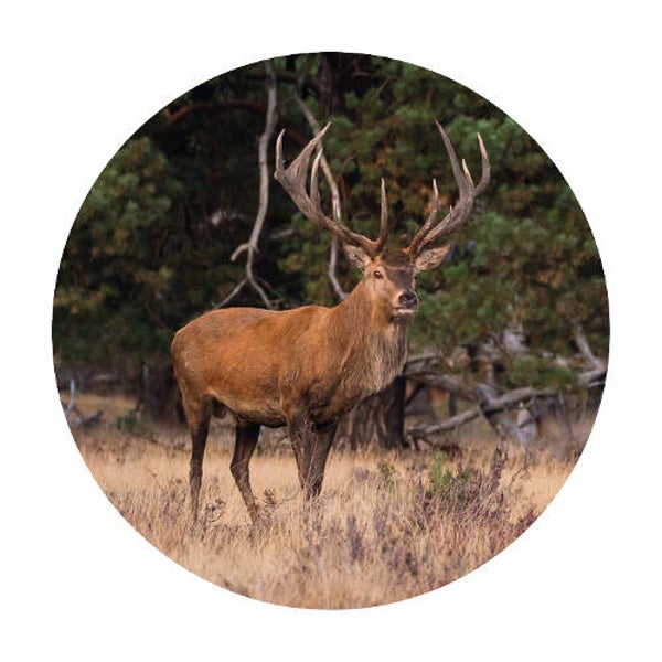 Muurcirkel hert op de Veluwe 20cm en 30cm
