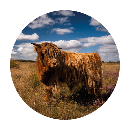 Muurcirkel schotse hooglander op de heide