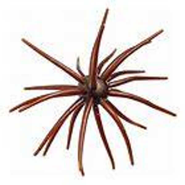 Small Urchin