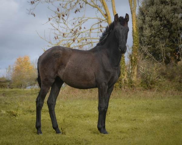 Poulain Lusitanien Noir PP
