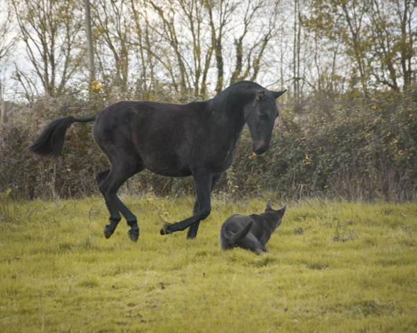 Pouliche Pur-Sang Lusitanienne