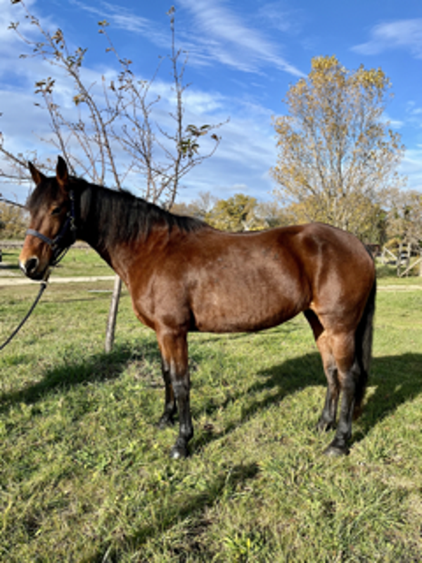 Jument type espagnol