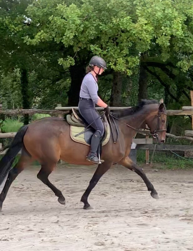 belle jument hanovrien *2015 toise 1,64 origines prestigieuses Rocco Granata x Robin des Pres xx,