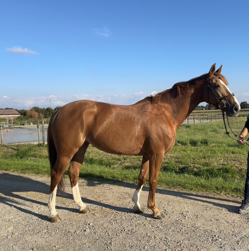 Super jument 8 ans pour gagner des vitesses, ou passage de poney à cheval