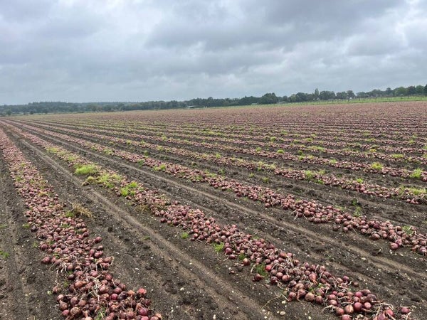 RED TIDE AFLAND 6/ 6,5 HA BIEDEN