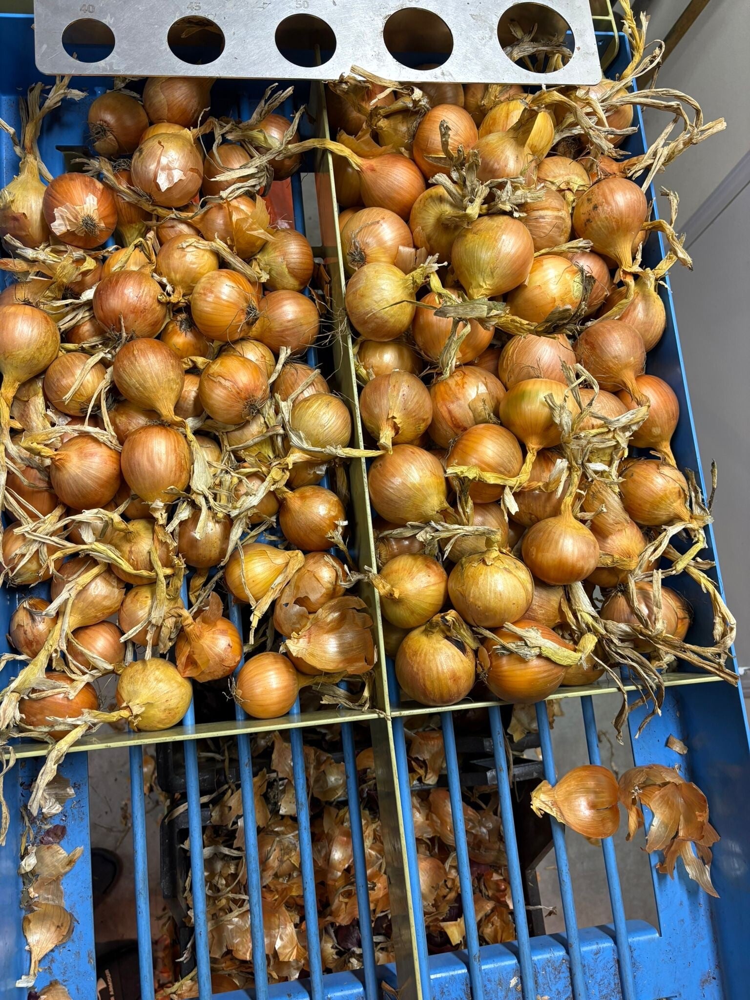 750 ton gele uien aangeboden BIEDEN!