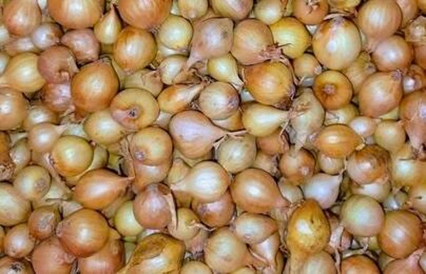 250 TON STUTTGARTER PLANTUIEN 8-21MM AANGEBODEN