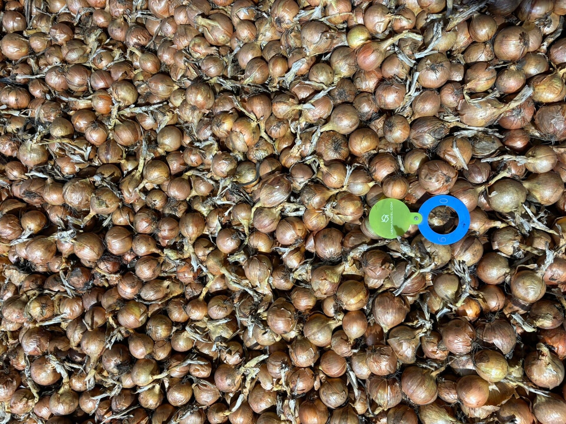 550 TON GELE VENTO LEVERING DIRECT BIEDEN