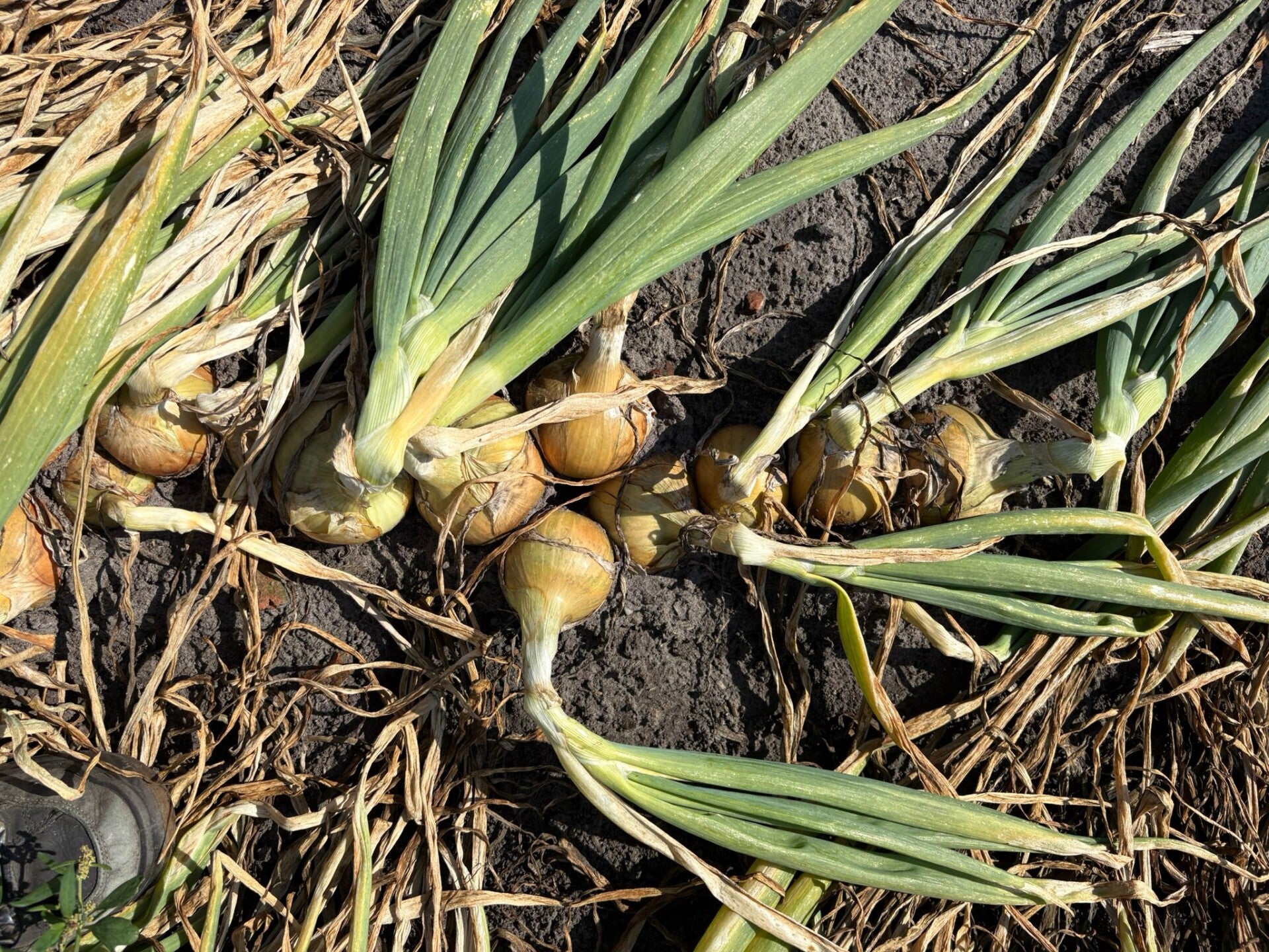 3,5 HA HYPARK AFLAND