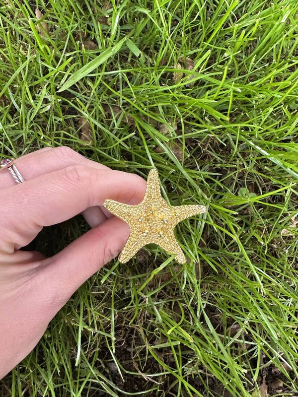 Meubelknop - zeester